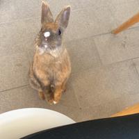 Regalisi coniglietta nana