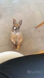 Regalisi coniglietta nana