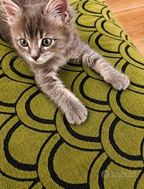 Cucciolo Maine coon