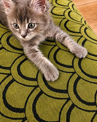 Cucciolo Maine coon