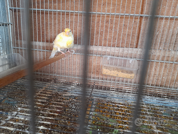 Femmina di arricciati del