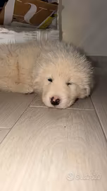cuccioli maremmani abruzzesi originali 