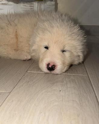 cuccioli maremmani abruzzesi originali 
