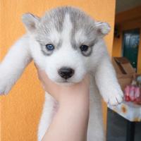 Cuccioli husky