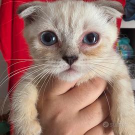 Cuccioli British Shorthair e Scottish Fold