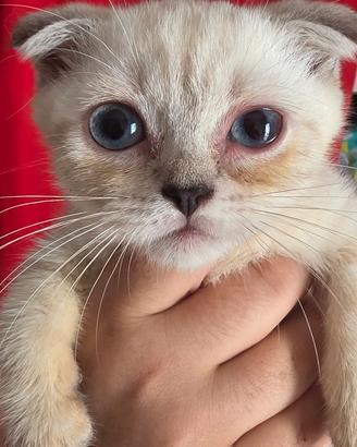 Cuccioli British Shorthair e Scottish Fold