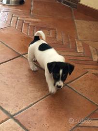 Cuccioli di jack russel
