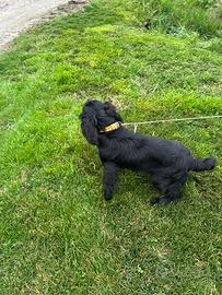 Cocker