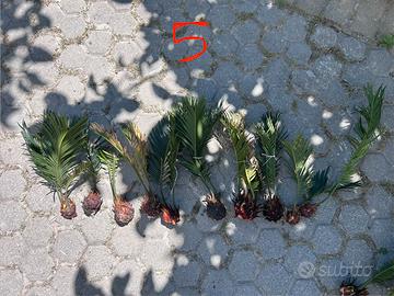 Bulbi di cycas di svariate misure