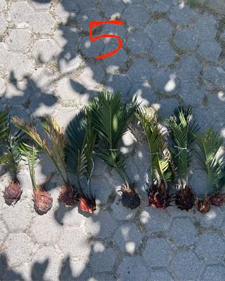 Bulbi di cycas di svariate misure