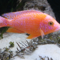 Avannotti aulonocara Red Mammon