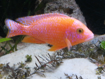 Avannotti aulonocara Red Mammon