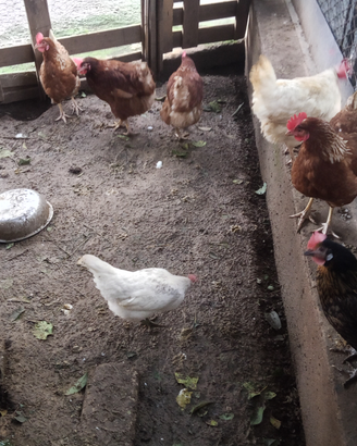 Galline