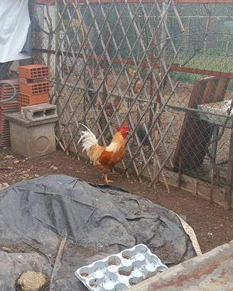 Gallo