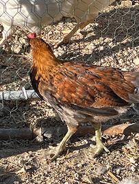 Pulcinotto Siciliana Coronata collo oro 2 mesi