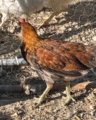 Pulcinotto Siciliana Coronata collo oro 2 mesi