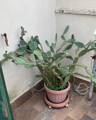 Cactus