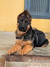 Cucciolo di Pastore Tedesco