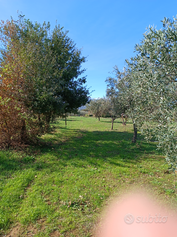 Terreno in pianura a Bisignano c/da foresta