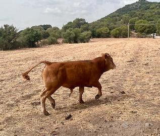 Torelli limousine puri