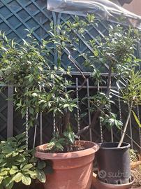 Gelsomino ryncospermum 