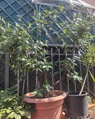 Gelsomino ryncospermum 