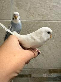 Cocorite allevate a mano