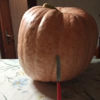 Zucca ornamentale Halloween 50Kg