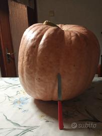 Zucca ornamentale Halloween 50Kg