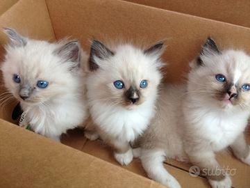 Cuccioli di Ragdoll pagamento soft