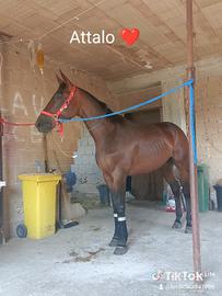 cavallo 