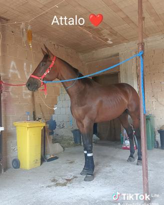 cavallo 