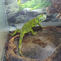 Iguana verde