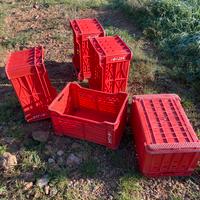 Cassetta sovrapponibile per raccolta uva e frutta