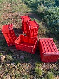 Cassetta sovrapponibile per raccolta uva e frutta