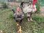 Immagine 1
