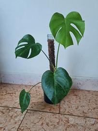 🌿 Monstera Deliciosa 🌿