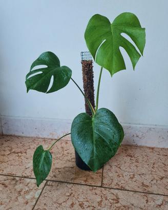 🌿 Monstera Deliciosa 🌿