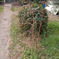 pianta di giuggiole di 5 anni