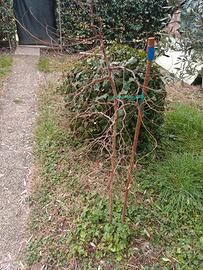 pianta di giuggiole di 5 anni