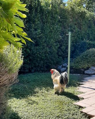 Gallo di razza pura brahma