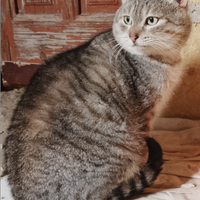 Adozione gatto