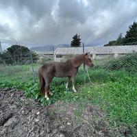 Pony