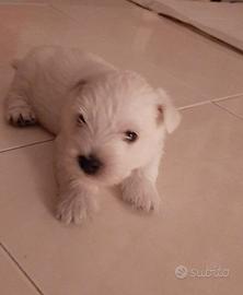 Cucciolo maschio di West Highland White Terrier co