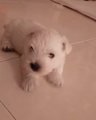 Cucciolo maschio di West Highland White Terrier co