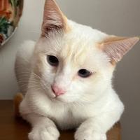 Gatto bianco