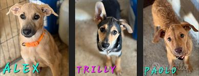 Alex, Paolo & Trilly