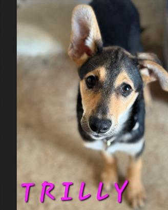 Alex, Paolo & Trilly