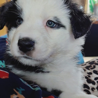 Pastore australiano maschio