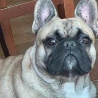 Bulldog francese per monta